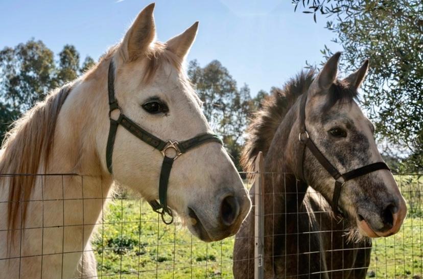 Casa Provence Family & Friends Mare & Natura Алгеро Екстериор снимка